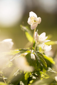 Wood anemone, Anemone nemorosa, Springtime, Finland Wood anemone, Anemone nemorosa, Springtime, Finland